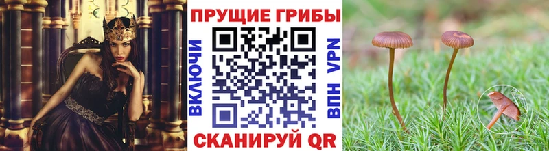 Галлюциногенные грибы Psilocybine cubensis Томари